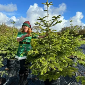 Choose your hired Christmas Tree